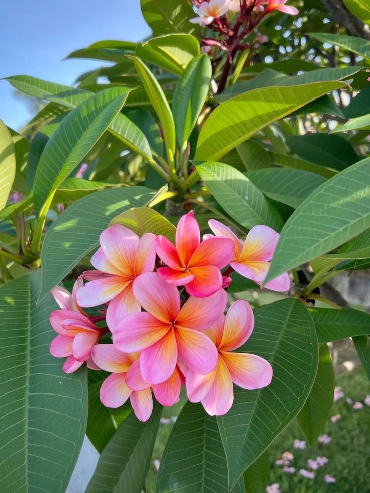 The Colorful Indian Jasmine - plumeria -jasmine